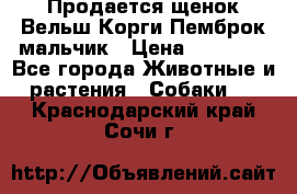 Продается щенок Вельш Корги Пемброк мальчик › Цена ­ 65 000 - Все города Животные и растения » Собаки   . Краснодарский край,Сочи г.